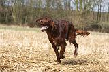 SETTER IRLANDAIS 490